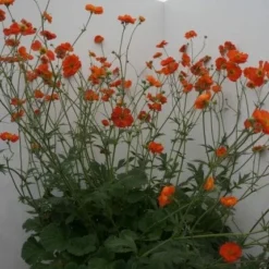Roots Plants Geum 'Scarlet Tempest'