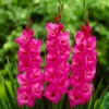 Roots Plants Perennials Gladioli 'Fidelio'
