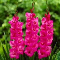 Roots Plants Perennials Gladioli 'Fidelio'