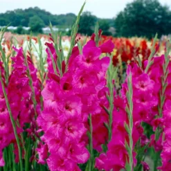 Roots Plants Perennials Gladioli 'Fidelio'