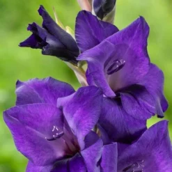 Roots Plants Gladioli 'Purple Flora' Perennials