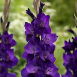 Roots Plants Gladioli 'Purple Flora' Perennials