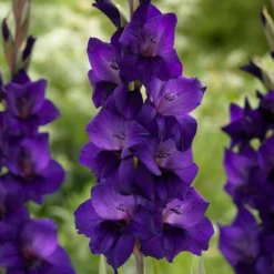 Roots Plants Gladioli 'Purple Flora' Perennials