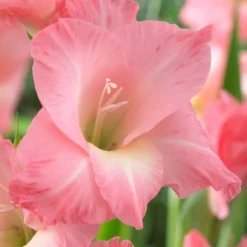 Roots Plants Gladioli 'Rose Supreme' Perennials