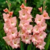 Roots Plants Gladioli 'Rose Supreme' Perennials