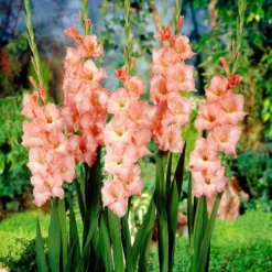 Roots Plants Gladioli 'Rose Supreme' Perennials