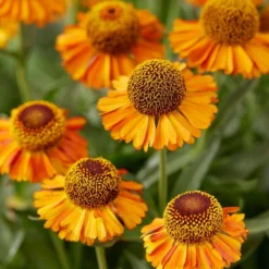 Roots Plants Helenium 'Short N Sassy'