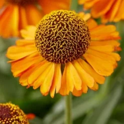 Roots Plants Helenium 'Short N Sassy'