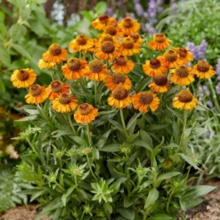 Roots Plants Helenium 'Short N Sassy'