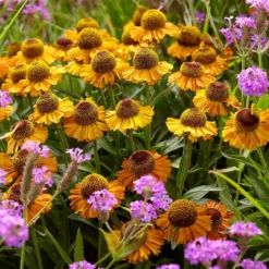 Roots Plants Helenium 'Short N Sassy'