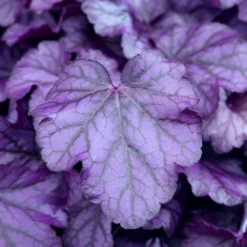 Roots Plants Perennials Heuchera 'Wildberry'
