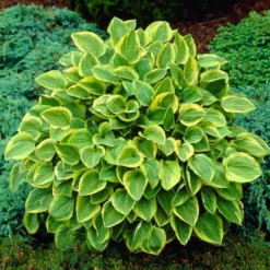 Roots Plants Hosta 'Gold Tiara'