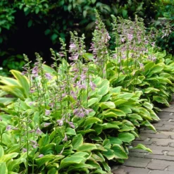 Roots Plants Hosta 'Gold Tiara'