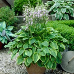 Roots Plants Hosta 'Gold Tiara' 8 Roots Plants Hosta 'Gold Tiara'