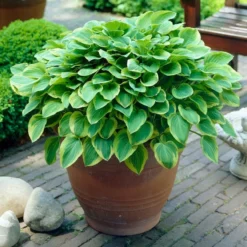 Roots Plants Hosta 'Gold Tiara' 9 Roots Plants Hosta 'Gold Tiara'