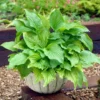 Roots Plants Hosta 'Royal Standard' Perennials
