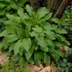 Roots Plants Hosta 'Royal Standard' Perennials
