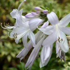 Roots Plants Hosta 'Royal Standard' Perennials
