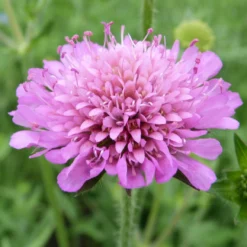 Roots Plants Perennials Knautia 'Melton Pastels'