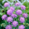 Roots Plants Perennials Knautia 'Melton Pastels' 2 Roots Plants Perennials Knautia 'Melton Pastels'