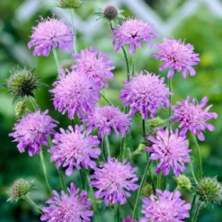 Roots Plants Perennials Knautia 'Melton Pastels'