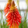 Roots Plants Kniphofia 'Papaya Popsicle' Perennials