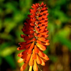 Roots Plants Kniphofia 'Pyromania Orange Blaze' Perennials