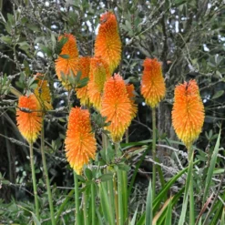 Roots Plants Kniphofia 'Pyromania Orange Blaze' Perennials