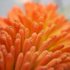 Roots Plants Kniphofia 'Pyromania Orange Blaze' Perennials