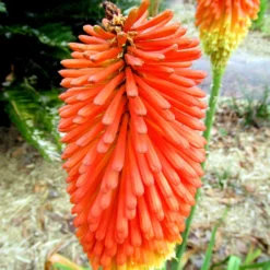 Roots Plants Kniphofia 'Pyromania Orange Blaze' Perennials