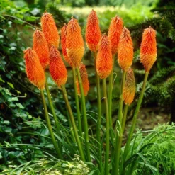 Roots Plants Kniphofia 'Pyromania Orange Blaze' Perennials