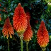 Roots Plants Perennials Kniphofia 'Pyromania Rocket's Red Glare'
