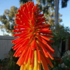 Roots Plants Perennials Kniphofia 'Pyromania Rocket's Red Glare'