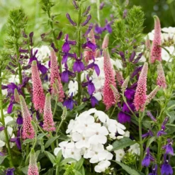 Roots Plants Lobelia 'Starship Blue' 7 Roots Plants Lobelia 'Starship Blue'