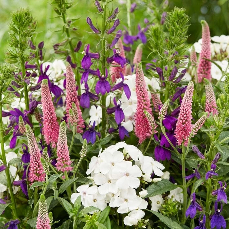 Roots Plants Lobelia 'Starship Blue' 5 Roots Plants Lobelia 'Starship Blue'