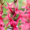 Roots Plants Perennials Lobelia 'Starship Rose'