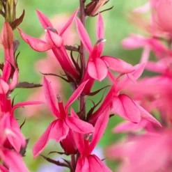 Roots Plants Perennials Lobelia 'Starship Rose'