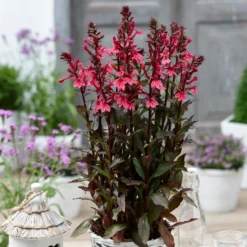 Roots Plants Perennials Lobelia 'Starship Rose' 8 Roots Plants Perennials Lobelia 'Starship Rose'