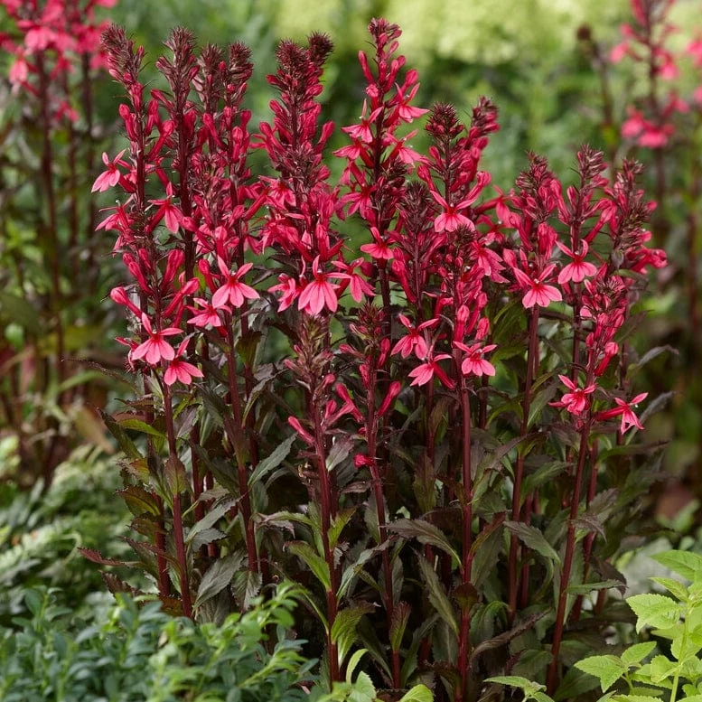 Roots Plants Perennials Lobelia 'Starship Rose' 6 Roots Plants Perennials Lobelia 'Starship Rose'