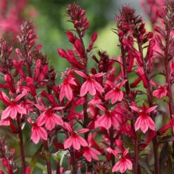 Roots Plants Perennials Lobelia 'Starship Rose'
