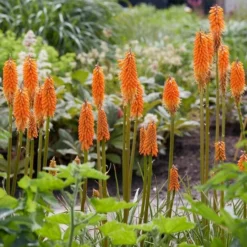 Roots Plants Kniphofia 'Pyromania Orange Blaze' Perennials