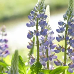Roots Plants Perennials Lupin 'Blue'