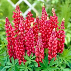Roots Plants Lupin 'Red' Perennials