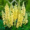 Roots Plants Perennials Lupin 'Yellow'