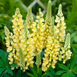 Roots Plants Perennials Lupin 'Yellow'