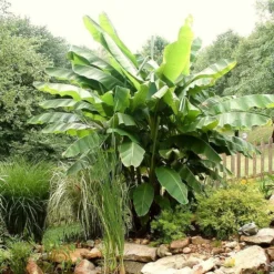 Roots Plants Musa 'basjoo'