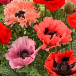 Roots Plants Papaver'Collection - 6 X 10.5cm Plants'