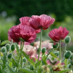 Roots Plants Papaver 'Collection - 6 X 10.5cm Plants'
