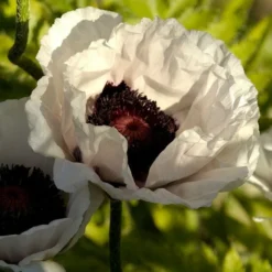 Roots Plants Papaver 'Collection - 6 X 10.5cm Plants'
