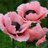 Roots Plants Papaver 'Princess Victoria Louise'